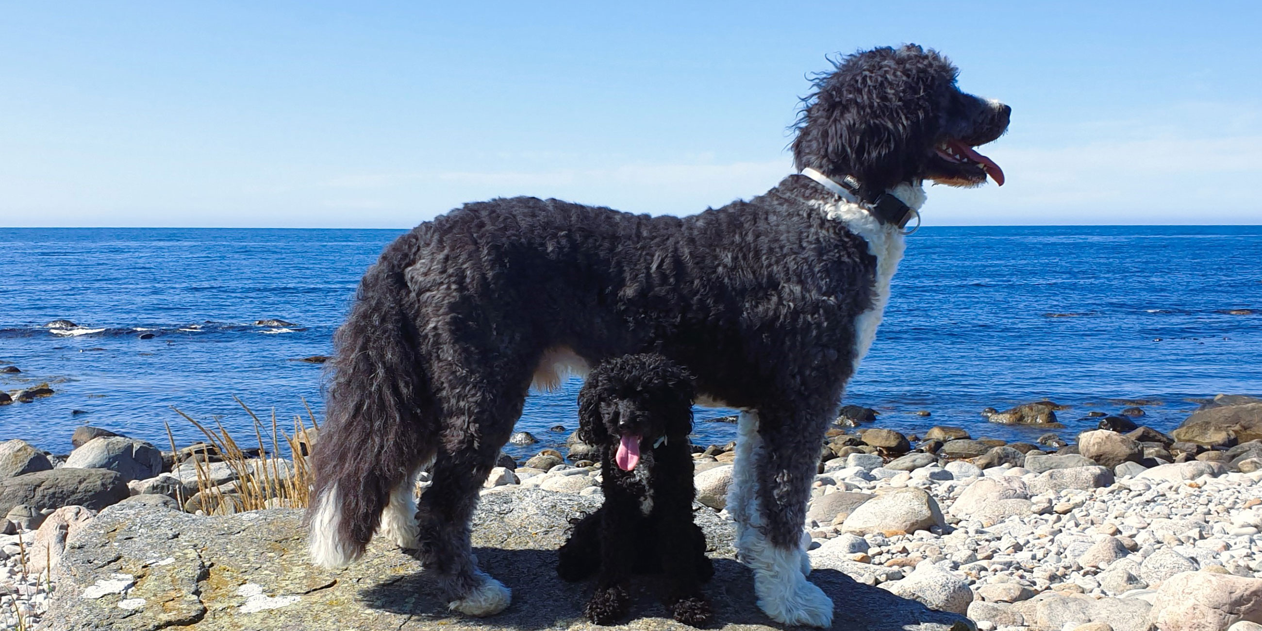 norway-holiday Urlaub mit Hund Norwegen